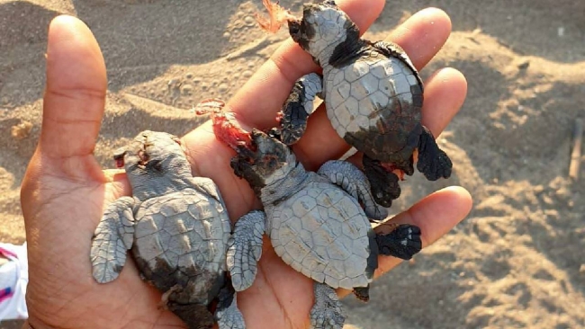 ATV'lerle caretta caretta yavrularını ezdiler